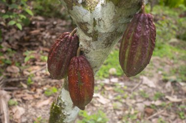 Tarapoto yakınlarındaki San Martn bölgesinde Peru ormanındaki organik bir kakao tarlasında bulunan kakao tohumlarının ayrıntıları..