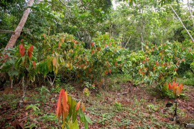 Tarapoto şehrinin yakınlarındaki San Martn bölgesinde Peru ormanlarındaki organik kakao tarlaları..