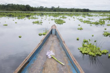 Peru Ormanı 'ndaki Cuipari Gölü' nde su bitkileri. 
