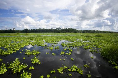 Peru Ormanı 'ndaki Cuipari Gölü manzarası.
