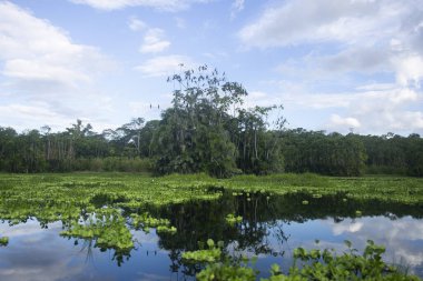 Peru Ormanı 'ndaki Cuipari Gölü manzarası.