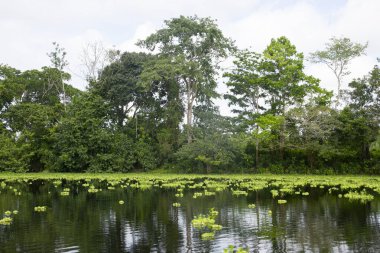 Peru Ormanı 'ndaki Cuipari Gölü manzarası.