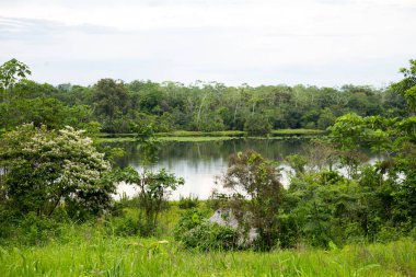 Peru Ormanı 'ndaki Cuipari Gölü manzarası.