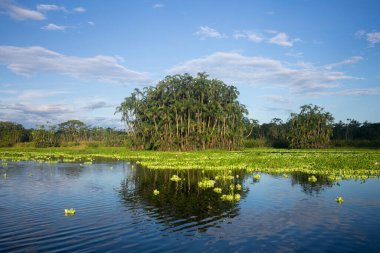 Peru Ormanı 'ndaki Cuipari Gölü manzarası.