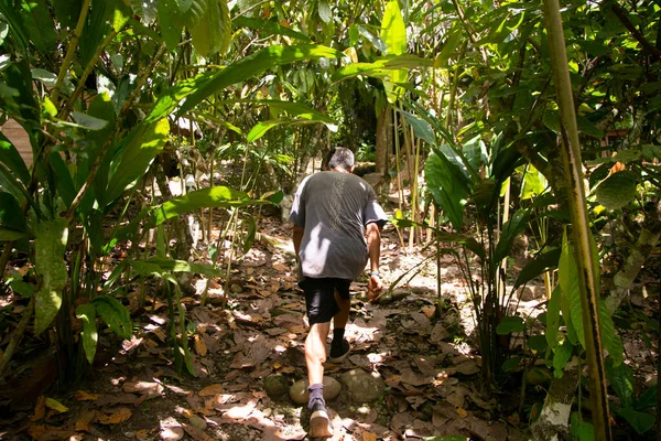 Tarapoto yakınlarındaki San Martn bölgesinde Peru ormanındaki organik bir kakao tarlasında bulunan kakao tohumlarının ayrıntıları..