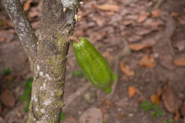 Szczegóły Dotyczące Strąków Kakaowych Organicznej Plantacji Kakao Peruwiańskiej Dżungli Regionie — Zdjęcie stockowe