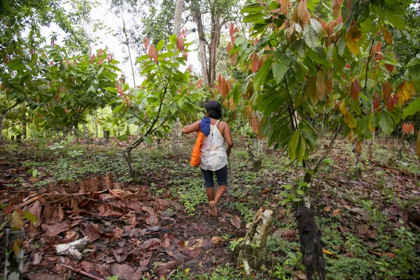 Agricultor Uma Plantação Cacau Orgânico Selva Peruana Região San Martn — Fotografia de Stock