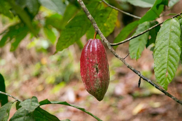 Detail Cocoa Pods Organic Cocoa Plantation Peruvian Jungle San Martn — Stock Photo, Image