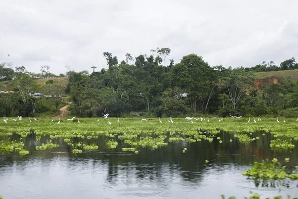 Vistas Desde Lago Cuipari Selva Peruana — Foto de Stock