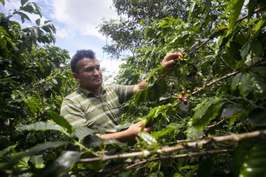 Moyobamba, Peru; 1 Ekim 2022: Peru ormanlarındaki tarlasında kahve çiftçisi.