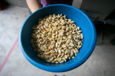 Peru ormanlarındaki Moyobamba bölgesinde kahve tarlası..