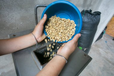 Peru ormanlarındaki Moyobamba bölgesinde kahve tarlası..