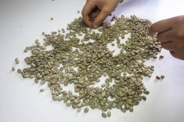 Peru ormanlarındaki Moyobamba bölgesinde kahve tarlası..