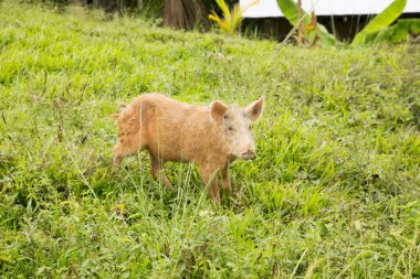 Peru ormanındaki bir çiftlikte vahşi domuzlar.