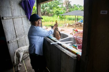 Cuipari, Peru; 1 Ekim 2022: Bir kadın bir tavuk koparıp Peru ormanında pişiriyor.