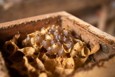 Peru ormanındaki bir çiftlikte organik bal peteği..