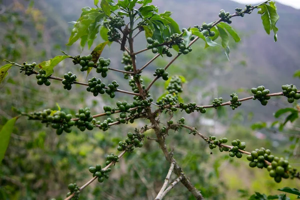 Φυτεία Καφέ Στην Περιοχή Moyobamba Στην Περουβιανή Ζούγκλα — Φωτογραφία Αρχείου