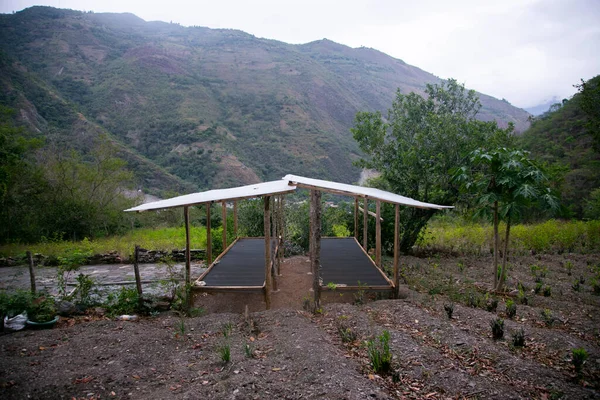Кофейная Плантация Регионе Мойобамба Перуанских Джунглях — стоковое фото