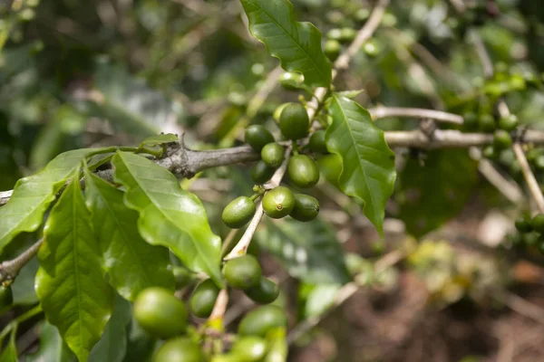 Kaffeplantage Moyobamba Regionen Den Peruanska Djungeln — Stockfoto