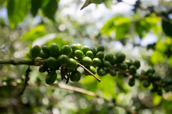 Peru Ormanlarındaki Moyobamba Bölgesinde Kahve Tarlası — Stok fotoğraf