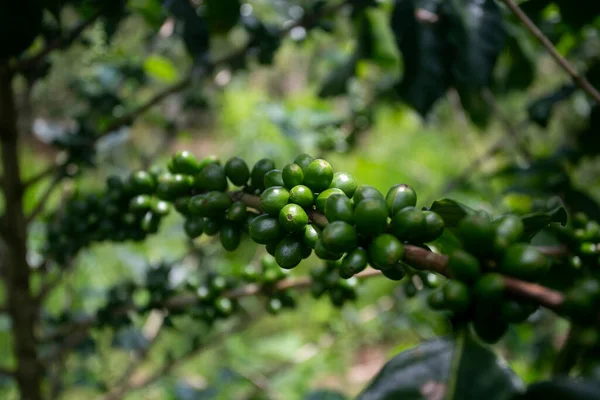 Φυτεία Καφέ Στην Περιοχή Moyobamba Στην Περουβιανή Ζούγκλα — Φωτογραφία Αρχείου