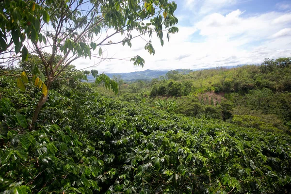 Kaffeeplantage Der Region Moyobamba Peruanischen Dschungel — Stockfoto
