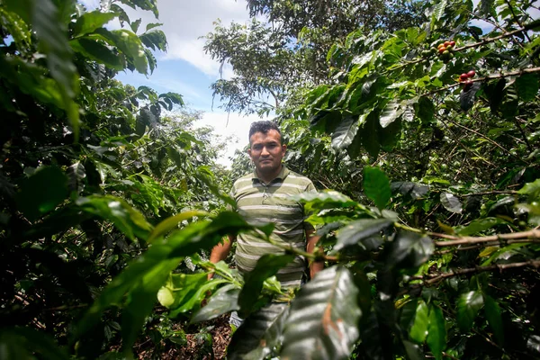 Moyobamba Peru Oktober 2022 Kaffeodlare Sin Plantering Den Peruanska Djungeln — Stockfoto