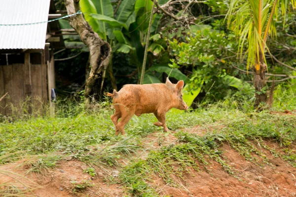 Porcs Sauvages Dans Une Ferme Jungle Péruvienne — Photo