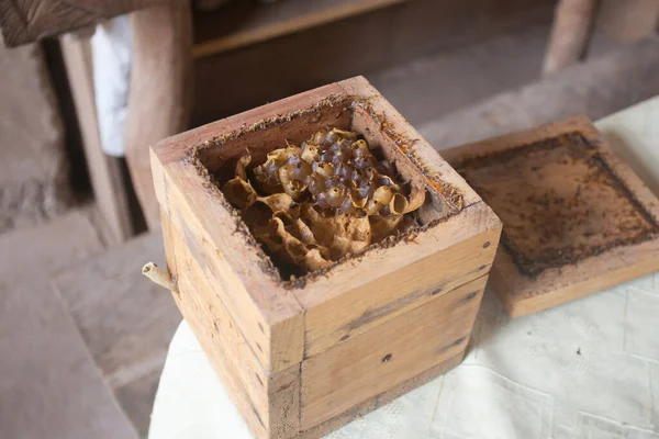 Organic Honeycomb Farm Peruvian Jungle — Stock Photo, Image