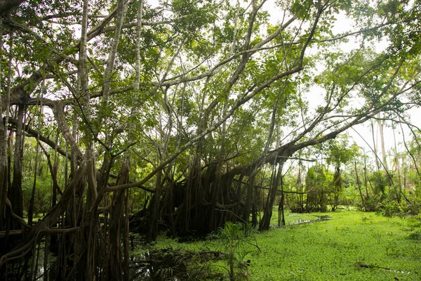 stock image The Renaco is a tree that grows in rivers, lakes and aquatic forests, during the winters of the Amazon, agglomerating in tens, hundreds and thousands of renacos that form renacales.