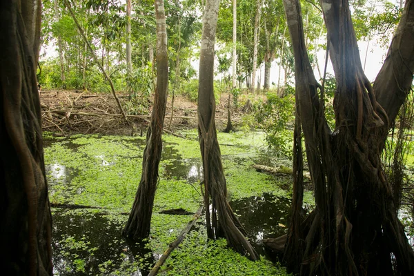 Renaco Amazon Kışları Nehirlerde Göllerde Ormanlarında Yetişen Bir Ağaçtır Renacales — Stok fotoğraf