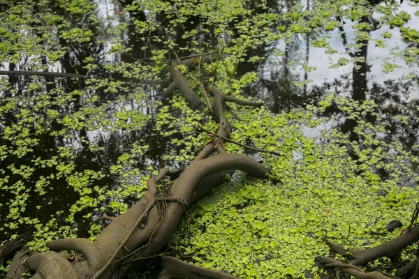Renaco Jest Drzewem Rosnącym Rzekach Jeziorach Lasach Wodnych Podczas Zimy — Zdjęcie stockowe