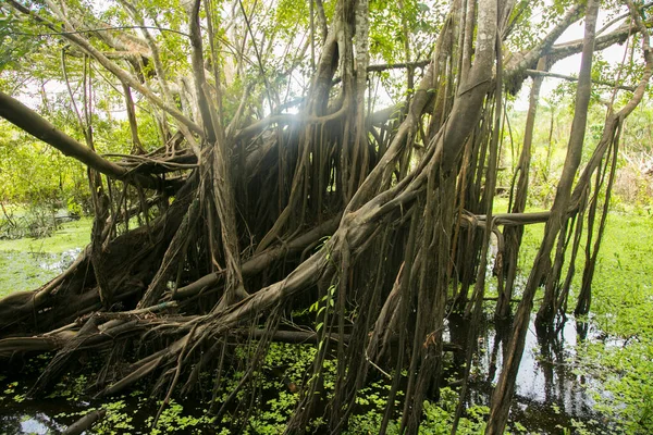 Renaco Дерево Которое Растет Реках Озерах Водных Лесах Время Зим — стоковое фото