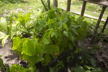 Peru ormanının bir bölgesinde Ayahuasca bitkileri.