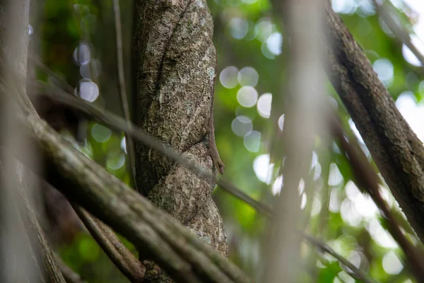 Peru Ormanının Bir Bölgesinde Ayahuasca Bitkileri — Stok fotoğraf