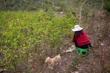Peru ormanındaki koka bitkilerinin organik tarlaları. Kokain yaprağı toplayan çiftçi. 