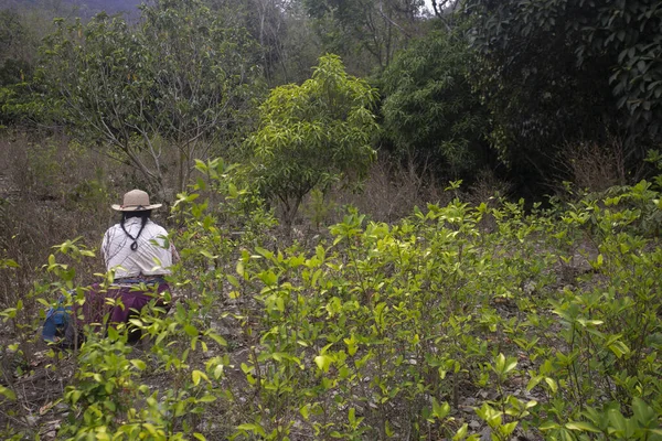 ペルーのジャングルのコカ植物の有機プランテーション コカの葉を採集する農家 — ストック写真