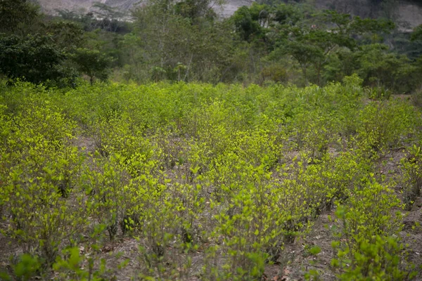 ペルーのジャングルのコカ植物の有機プランテーション コカの葉を採集する農家 — ストック写真
