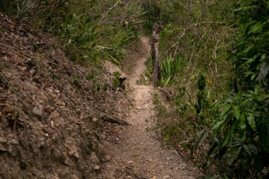 Santa Rosa kasabasındaki Vilcanota nehrinin yanındaki Peru ormanında yürüyüş..
