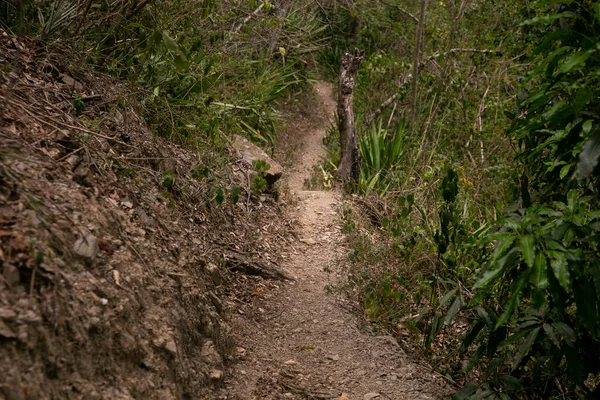 Wanderung Durch Den Peruanischen Dschungel Der Nähe Des Flusses Vilcanota — Stockfoto