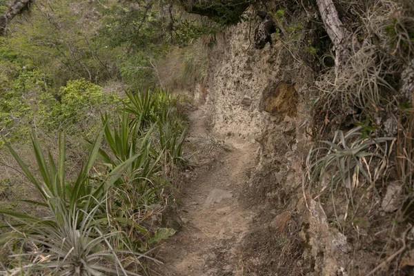 Пешие Прогулки Перуанским Джунглям Возле Реки Вилканота Городе Санта Роза — стоковое фото