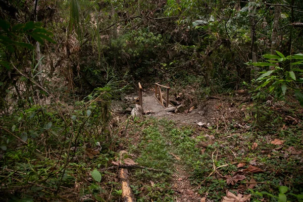 Wandelen Door Peruaanse Jungle Buurt Van Vilcanota Rivier Stad Santa — Stockfoto