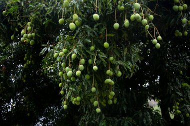 Peru ormanında organik mango çiftliği.