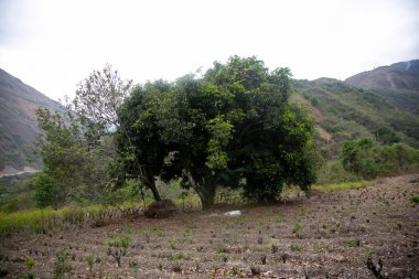 Peru ormanında organik mango çiftliği.