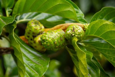 Morinda citrifolia, genellikle noni, kestane armudu, şeytan meyvesi, cennet meyvesi veya Hint böğürtlenleri olarak adlandırılır, Rubiaceae familyasına ait bir ağaç bitkisidir.