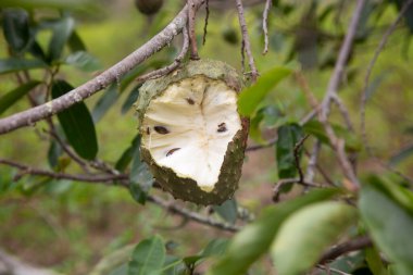 Annona muricata, Annonaceae familyasından bir ağaçtır. Aslen Orta ve Güney Amerika 'dan gelmektedir ve tropikal iklime sahip birçok ülkede yenilebilir meyveleri için yetiştirilir..