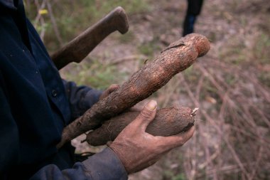 Peru Ormanı 'ndaki organik manyok ya da yukka çiftliği..