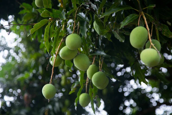 Peru Ormanında Organik Mango Çiftliği — Stok fotoğraf