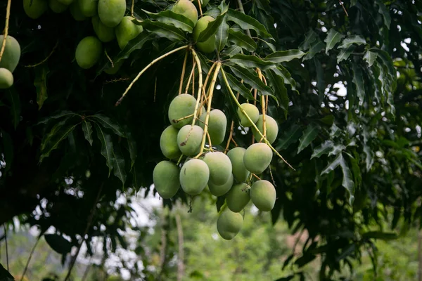 Peru Ormanında Organik Mango Çiftliği — Stok fotoğraf