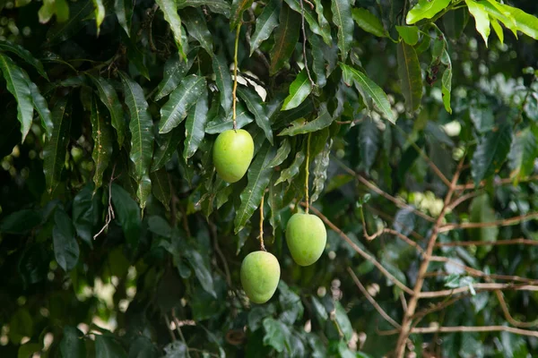 Ekologisk Mangoplantering Den Peruanska Djungeln — Stockfoto